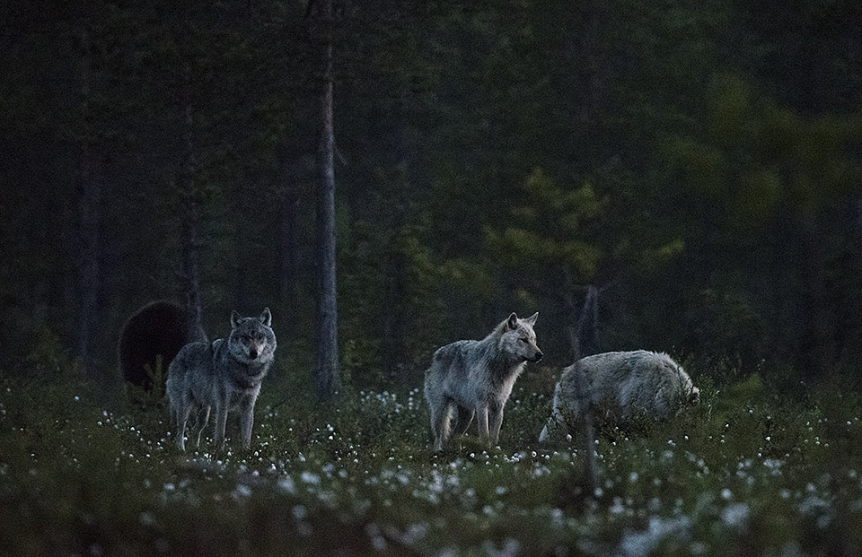 Wolves